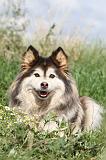 CHIEN FINNOIS DE LAPONIE 060